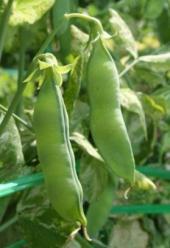 碓井豌豆（うすいえんどう）